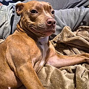 Nova joined the competition — help win amazing prizes! dog, brown_dog, pet, canine, blanket, furniture, couch, fur, relaxed, indoors, animal, mammal, companion, household, resting, comfort, expression, portrait, closeup, domestic