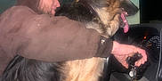 Nash is registered to the contest to win money with this photo: affection, cap, car_interior, dashboard, dog, german_shepherd, hand, hoodie, keys, love_corn, man, night, pet, seat, seat_belt, snack_bag, steering_wheel, tongue_out, vehicle, window