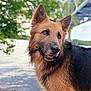 animal, bridge, calm, canine, closeup, daylight, dog, ears, fur, german_shepherd, grass, looking_away, muzzle, nature, outdoor, pet, portrait, river, tree, water