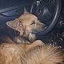 animal, black_fur, brown_fur, car_interior, closeup, dog, domestic_animal, ear, fur, german_shepherd, mammal, pet, quiet, relaxation, resting, side_view, sleeping, snout, steering_wheel, vehicle