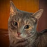 Dabnee Ann Zidek is registered to the contest to win money with this photo: cat, gray_tabby, close_up, whiskers, ears, eyes, fur, pet, indoor, portrait, animal, curious, looking, mammal, feline, face, soft_light, warm_background, domestic_cat, cute