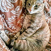 Dabnee Ann Zidek joined the competition — help win amazing prizes! cat, tabby, pet, feline, animal, resting, lying_down, fur, whiskers, ears, eyes, tail, patterned_fabric, indoor, cozy, relaxed, cute, portrait, close_up, domestic_animal