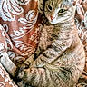 cat, tabby, pet, feline, animal, resting, lying_down, fur, whiskers, ears, eyes, tail, patterned_fabric, indoor, cozy, relaxed, cute, portrait, close_up, domestic_animal