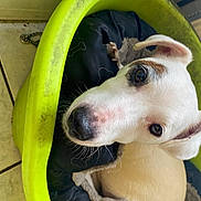 Igo participe au concours pour gagner de l'argent avec cette photo : canidae, carnivore, circle, collar, companion_dog, dog, dog_breed, dog_collar, dog_supply, ear, fang, fawn, fur, jaw, pet_supply, smile, snout, sporting_group, whiskers, working_animal