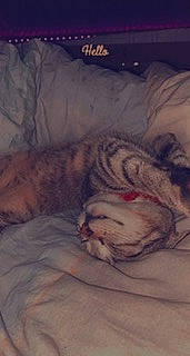 Tigrou participe au concours pour gagner de l'argent avec cette photo : comfort, felidae, flesh, fur, pattern, peach, terrestrial_animal, whiskers, wrinkle