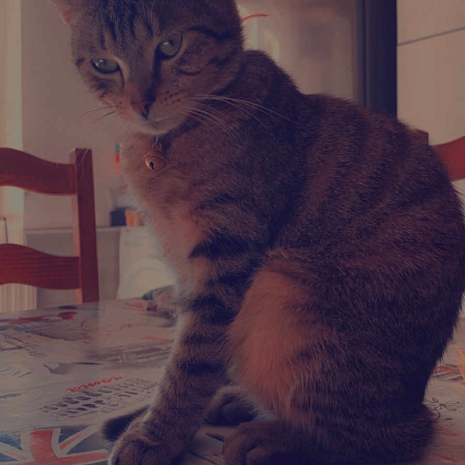 Tigrou