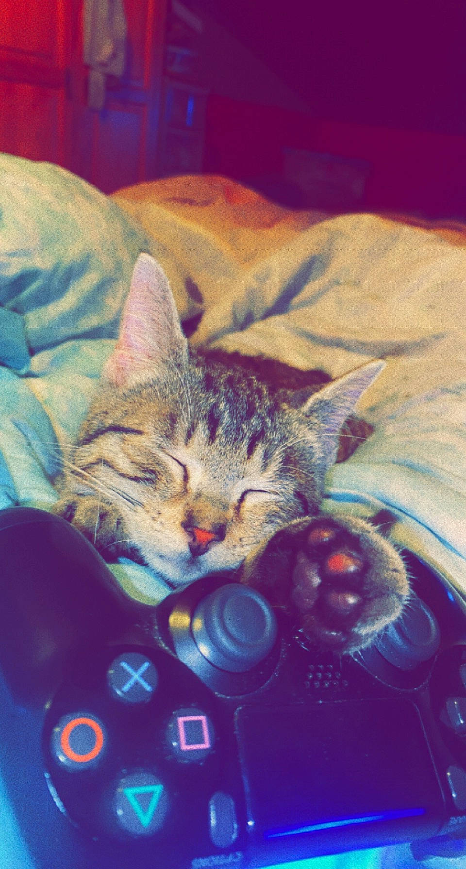 Tigrou a rejoint le concours — aidez-le/la à gagner de superbes lots ! carnivore, cat, claw, comfort, domestic_short_haired_cat, electric_blue, felidae, fur, gadget, game_controller, input_device, joystick, linens, paw, small_to_medium_sized_cats, square, tail, toy, whiskers