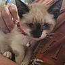 kitten, cat, siamese, blue_eyes, collar, bell, pet, animal, cute, feline, indoor, person, hand, arm, closeup, young, fur, whiskers, domestic, companion