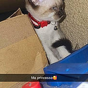 Bowtie participe au concours pour gagner de l'argent avec cette photo : kitten, cat, cardboard_box, red_collar, blue_object, red_object, indoor, pet, curious, feline, young_cat, wall, snapchat_overlay, text_overlay, domestic_animal, cute, small, playful, closeup, collar_bell