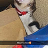 kitten, cat, cardboard_box, red_collar, blue_object, red_object, indoor, pet, curious, feline, young_cat, wall, snapchat_overlay, text_overlay, domestic_animal, cute, small, playful, closeup, collar_bell