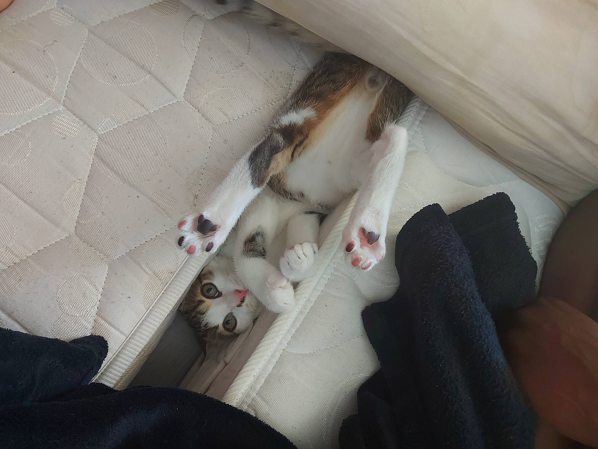 Scar participe au concours pour gagner de l'argent avec cette photo : auto_part, automotive_design, car_seat, car_seat_cover, carnivore, cat, comfort, felidae, fur, linens, room, seat_belt, small_to_medium_sized_cats, textile, vehicle, whiskers