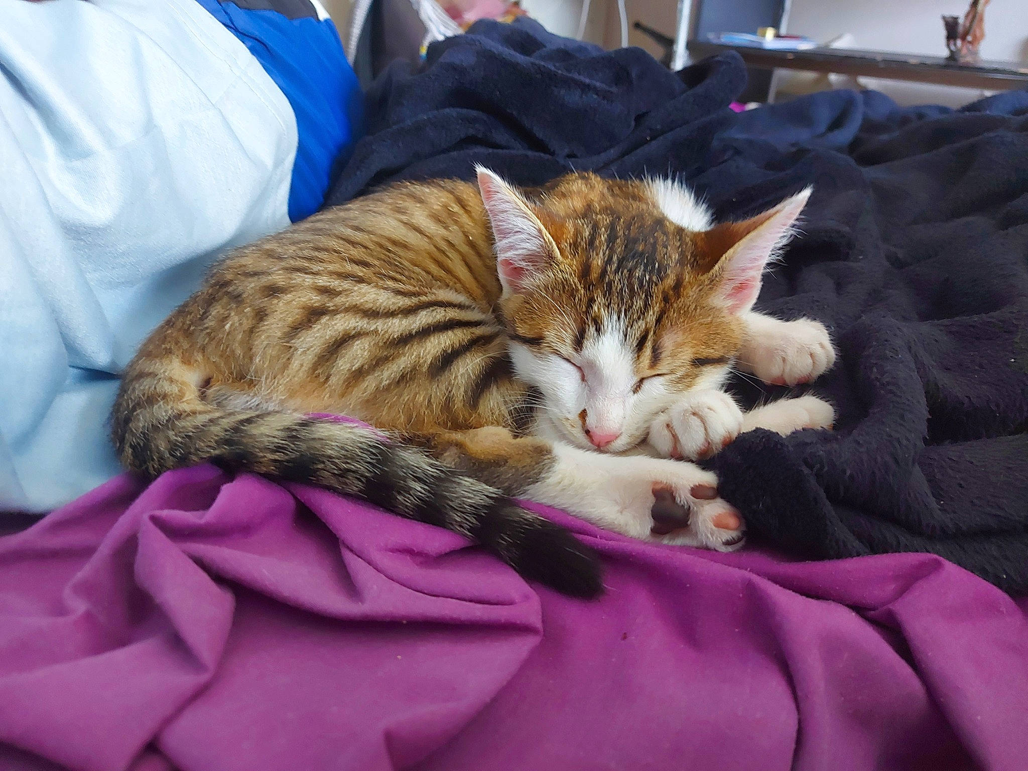 Scar participe au concours pour gagner de l'argent avec cette photo : bed, bed_sheet, bedding, blanket, carnivore, cat, claw, comfort, domestic_short_haired_cat, fawn, felidae, fur, linens, nap, sleep, small_to_medium_sized_cats, snout, tail, textile, whiskers