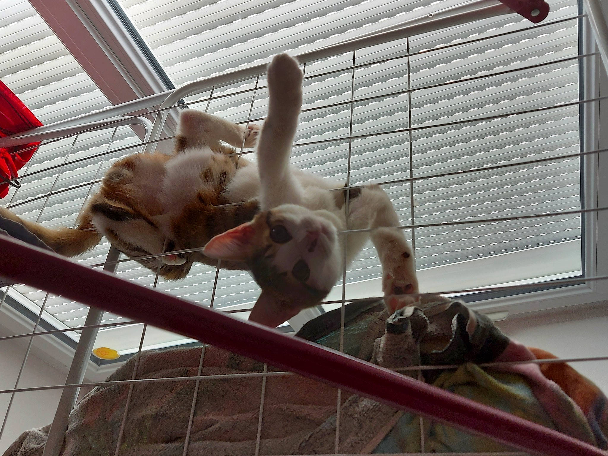 Scar a rejoint le concours — aidez-le/la à gagner de superbes lots ! animal_shelter, cage, claw, dog_breed, fawn, felidae, fence, mesh, metal, paw, pet_supply, rabbits_and_hares, small_to_medium_sized_cats, snout, tail, terrestrial_animal, whiskers, window, window_blind, wire_fencing