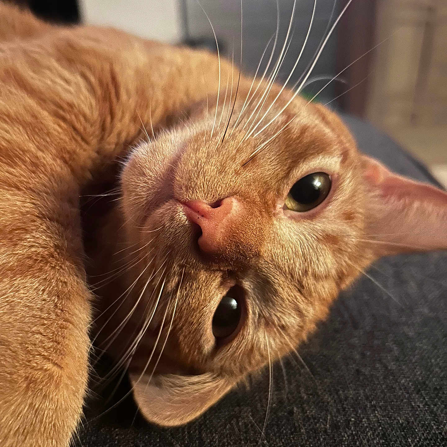 Garfield joined the competition — help win amazing prizes! abyssinian, animal, cat, hardwood, kitten, manx, pet, wood