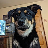 Yoda joined the competition — help win amazing prizes! dog, indoors, close_up, black_dog, tan_markings, pet, canine, animal, face, ears, fur, crate, door, wooden, floor, portrait, looking, expression, house, background