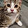 Arlo