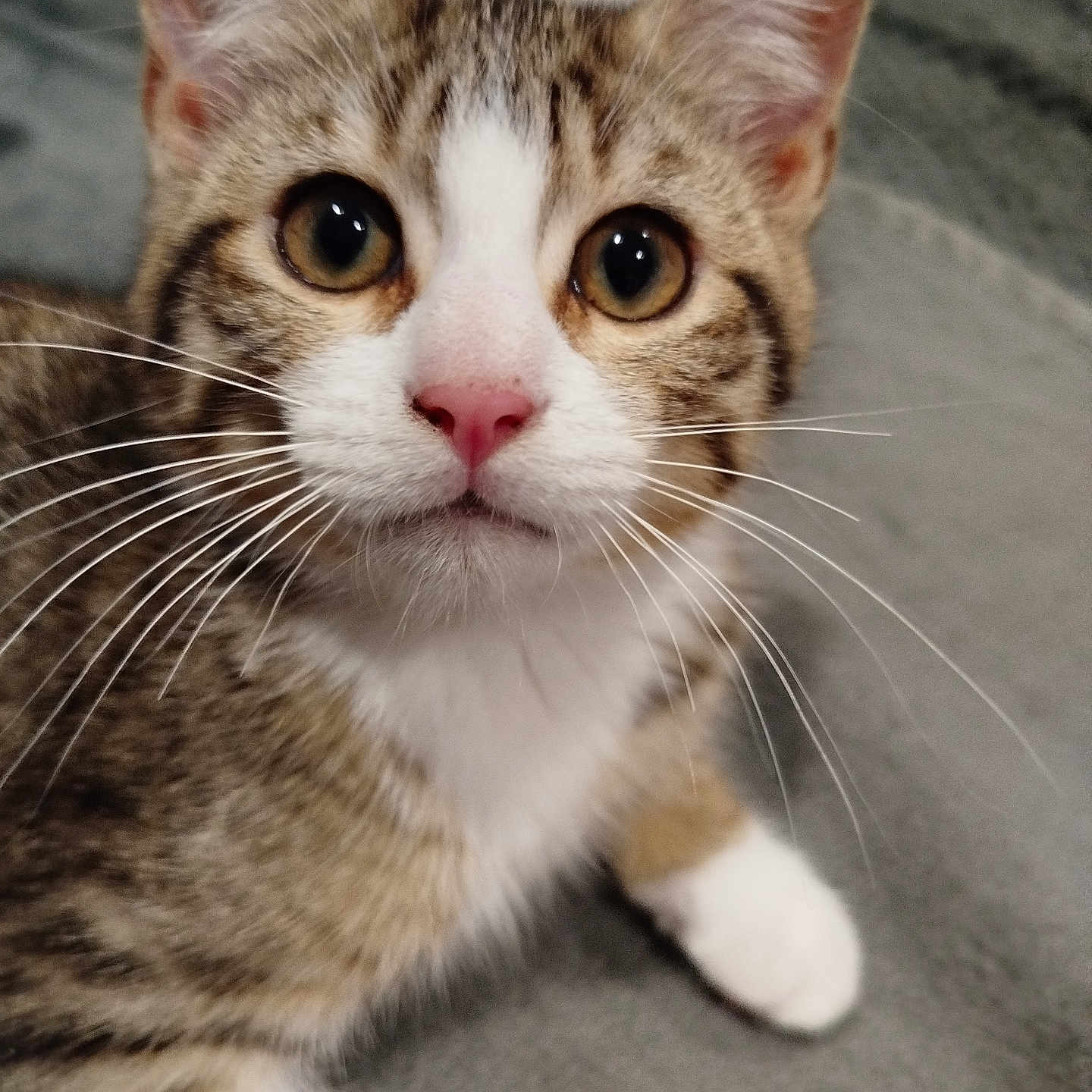 Arlo a rejoint le concours — aidez-le/la à gagner de superbes lots ! animal, background, cat, close_up, curious, cute, domestic_cat, eyes, fur, gray_surface, indoor, kitten, laying, paw, pet, pink_nose, soft, tabby, whiskers, white_cat