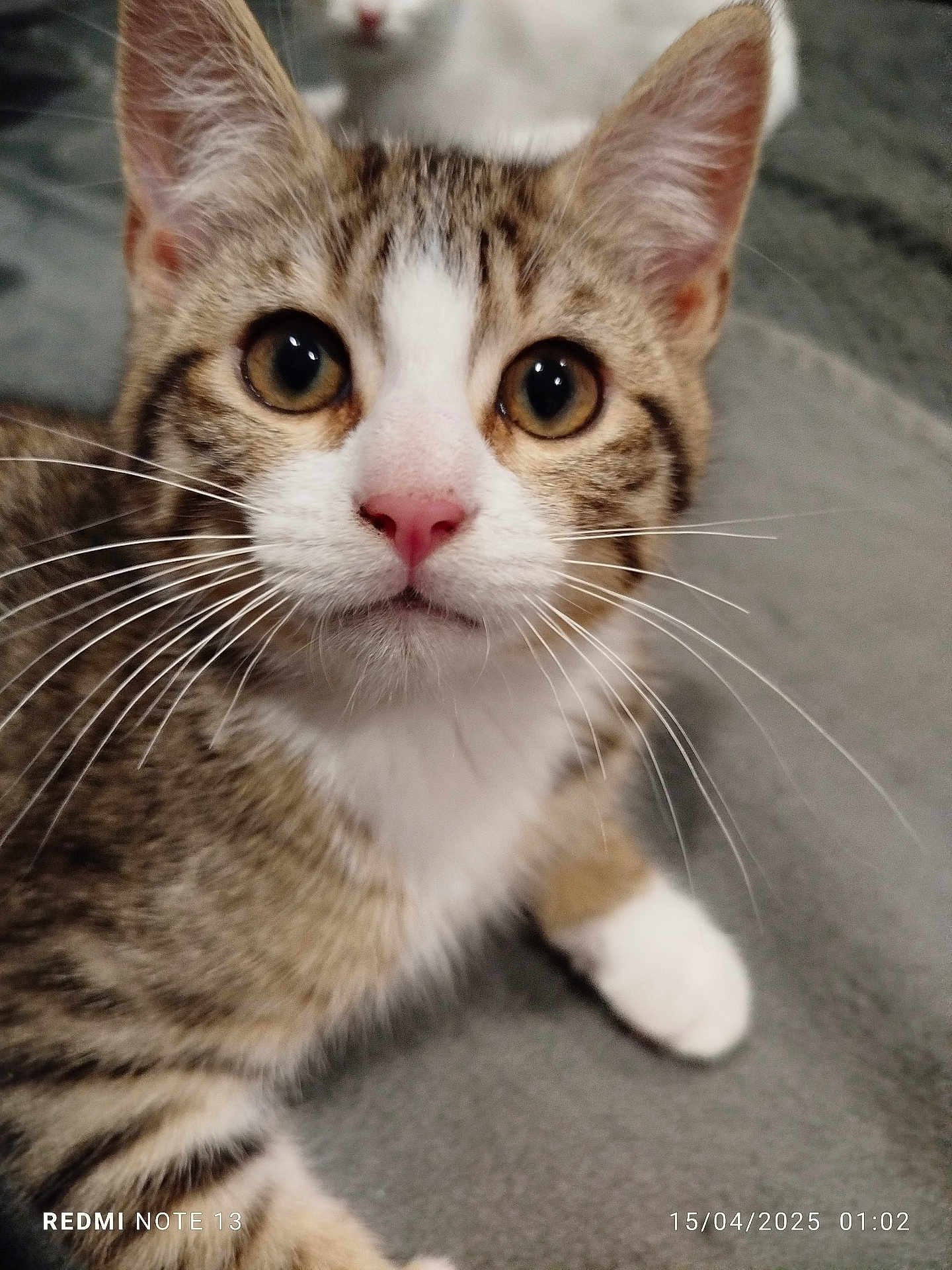 Arlo a rejoint le concours — aidez-le/la à gagner de superbes lots ! cat, kitten, tabby, close_up, pet, animal, whiskers, pink_nose, curious, eyes, fur, white_cat, background, indoor, cute, paw, laying, soft, gray_surface, domestic_cat