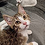 Arlo participe au concours pour gagner de l'argent avec cette photo : cat, kitten, tabby_cat, white_cat, pet, animal, whiskers, fur, cute, domestic_animal, indoor, bed, blanket, close_up, portrait, looking, eyes, soft_light, resting, feline