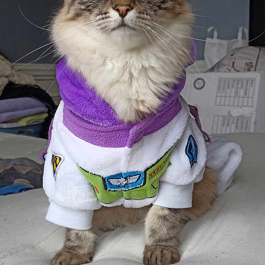 Cayenne participe au concours pour gagner de l'argent avec cette photo : animal, bed, blue_eyes, box, cat, cute, fabric, feline, fluffy, furniture, indoor, pet, portrait, purple_clothing, room, shelf, sitting, stuffed_toy, whiskers, white_clothing