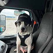 Bandit joined the competition — help win amazing prizes! dog, cap, hat, truck, vehicle_interior, passenger_seat, harness, fur, upholstery, dashboard, window, side_mirror, portrait, sitting, black_and_white_coat, pet, animal, looking_at_camera, indoor, truck_driver