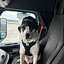 dog, cap, hat, truck, vehicle_interior, passenger_seat, harness, fur, upholstery, dashboard, window, side_mirror, portrait, sitting, black_and_white_coat, pet, animal, looking_at_camera, indoor, truck_driver