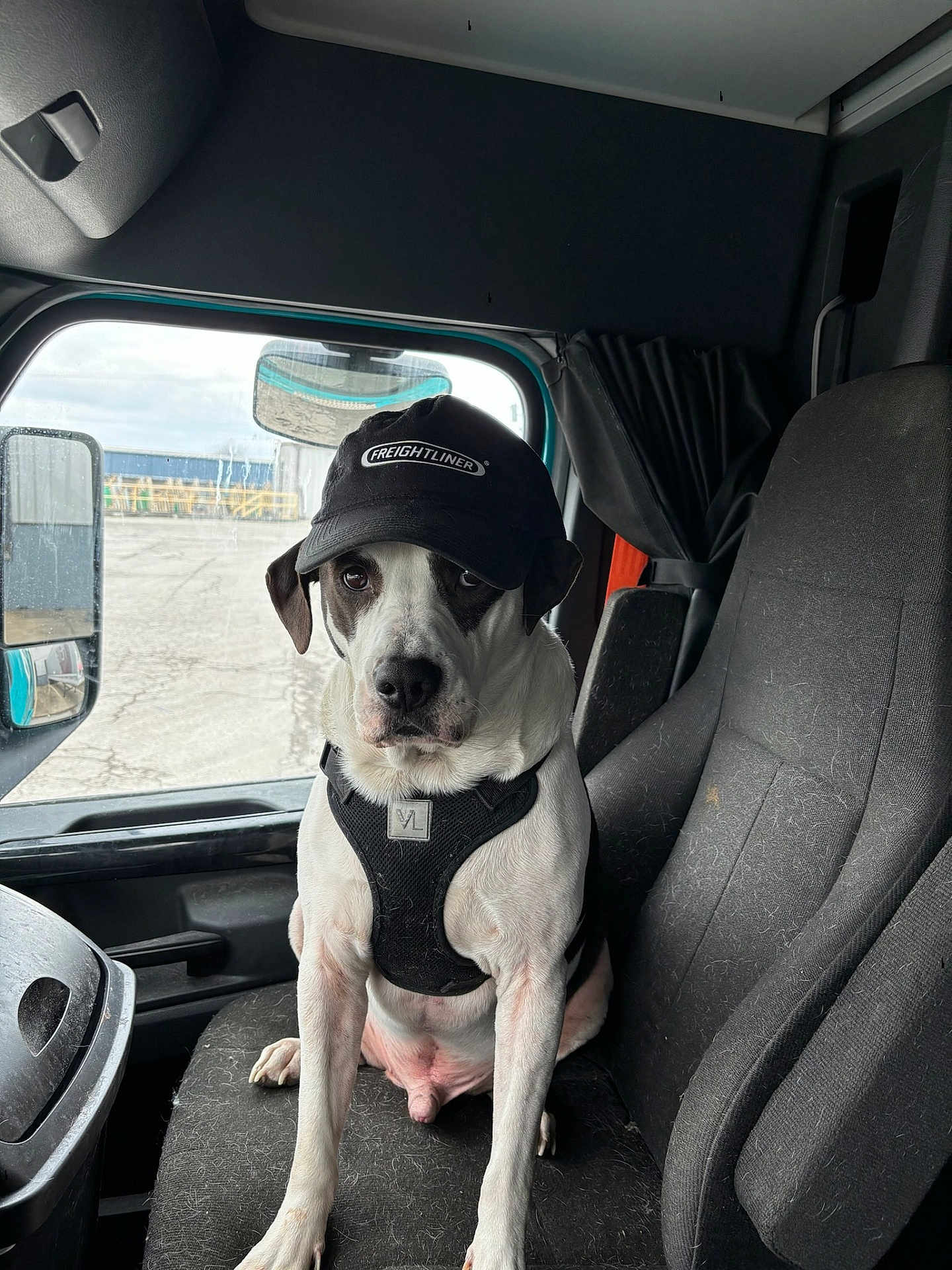 Bandit joined the competition — help win amazing prizes! dog, cap, hat, truck, vehicle_interior, passenger_seat, harness, fur, upholstery, dashboard, window, side_mirror, portrait, sitting, black_and_white_coat, pet, animal, looking_at_camera, indoor, truck_driver