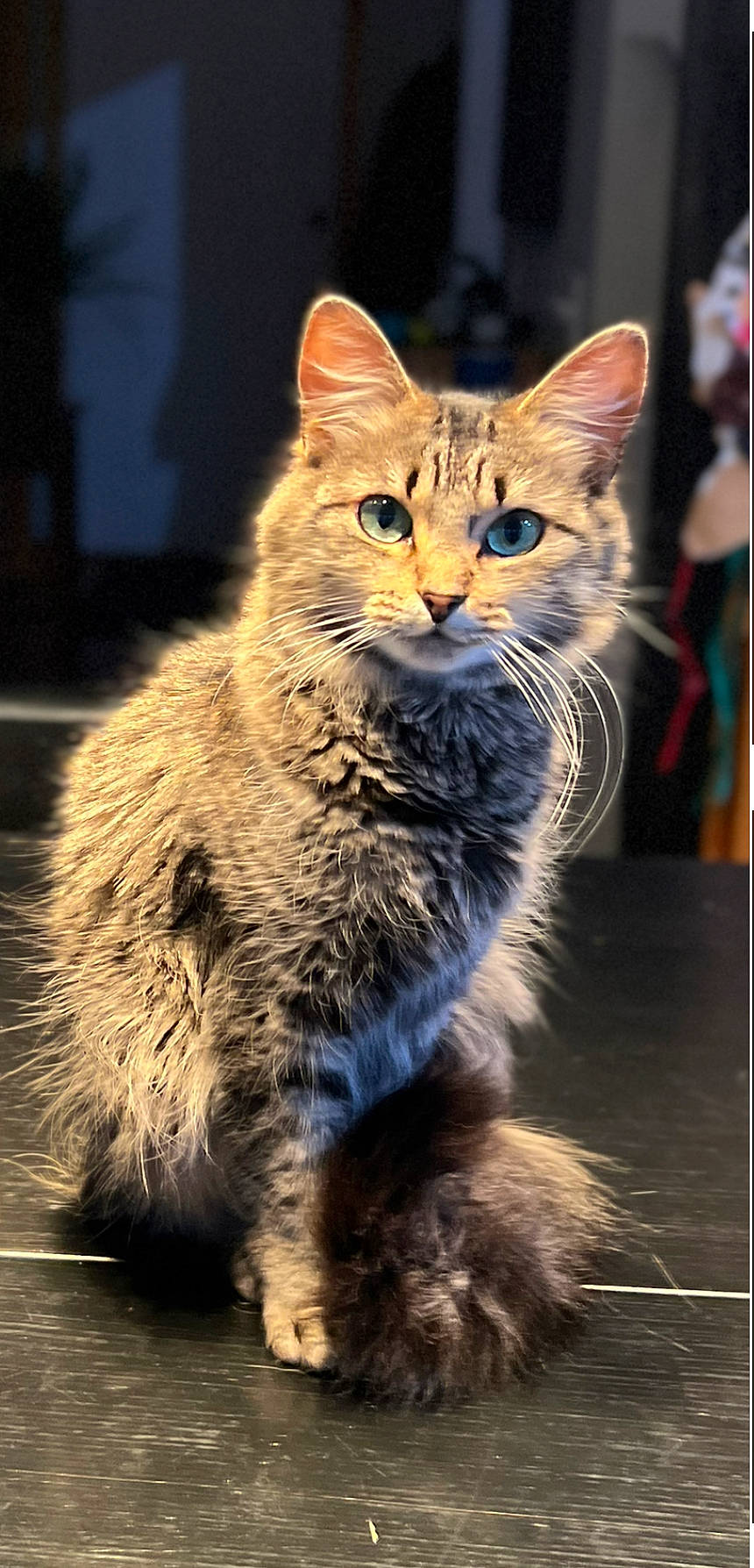 Maverick joined the competition — help win amazing prizes! carnivore, cat, claw, domestic_short_haired_cat, fawn, felidae, fur, maine_coon, paw, photo_caption, sitting, small_to_medium_sized_cats, snout, tail, terrestrial_animal, whiskers, wildlife