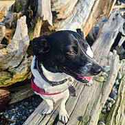 Jaxson is registered to the contest to win money with this photo: animal, background, black_and_white, canine, closeup, collar, daylight, dog, driftwood, fur, happy, harness, nature, outdoor, pet, rocks, side_view, sunlight, tongue_out, wood