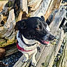 animal, background, black_and_white, canine, closeup, collar, daylight, dog, driftwood, fur, happy, harness, nature, outdoor, pet, rocks, side_view, sunlight, tongue_out, wood