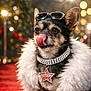 dog, chihuahua, tongue_out, sunglasses, rhinestone_collar, star_pendant, fur_coat, red_carpet, bokeh_lights, glamorous, portrait, pet, close_up, ears, collar, jewelry, luxury, sparkle, accessory, paw