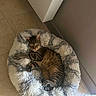 Samy a rejoint le concours — aidez-le/la à gagner de superbes lots ! animal, cat, cozy, curled_up, cute, donut_bed, ears, floor, fluffy_bed, fur, indoors, mammal, pet, photography, relaxed, sleeping, striped_fur, tabby_cat, tile_floor, whiskers