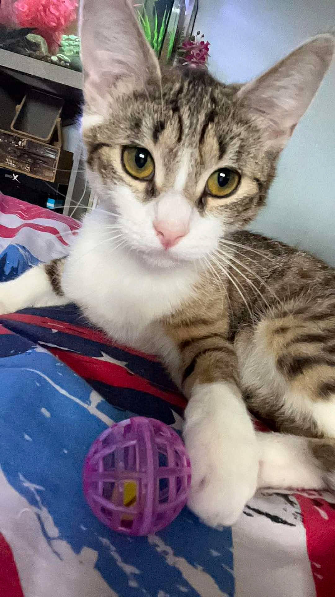 Samy participe au concours pour gagner de l'argent avec cette photo : animal, bedspread, cat, close_up, curious, domestic_cat, ears, face, feline, indoor, looking_at_camera, paw, pet, playful, purple_ball, relaxed, striped, tabby, toy, whiskers