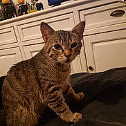Samy a rejoint le concours — aidez-le/la à gagner de superbes lots ! cat, tabby_cat, indoor, furniture, cabinet, pet, animal, curious, whiskers, ears, fur, domestic_cat, household, closeup, mammal, cute, looking, sitting, brown, striped