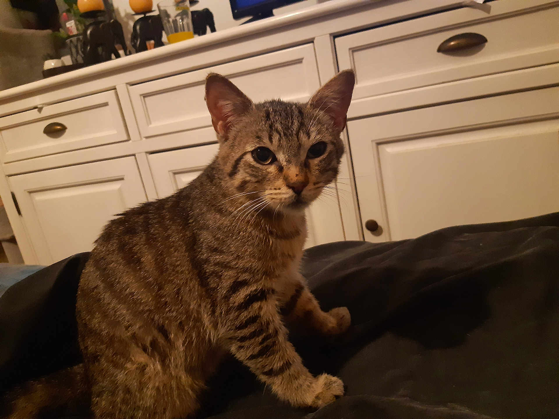Samy a rejoint le concours — aidez-le/la à gagner de superbes lots ! cat, tabby_cat, indoor, furniture, cabinet, pet, animal, curious, whiskers, ears, fur, domestic_cat, household, closeup, mammal, cute, looking, sitting, brown, striped