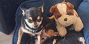 Fal a rejoint le concours — aidez-le/la à gagner de superbes lots ! dog, chihuahua, stuffed_toy, dog_bed, blanket, indoor, pet, small_dog, black, tan, floor, tile_floor, plush_toy, relaxing, cute, animal, companion, pet_accessory, resting, cozy