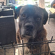 Fal a rejoint le concours — aidez-le/la à gagner de superbes lots ! dog, pet, fence, outdoor, garden, chair, animal, curious, brown_fur, large_dog, porch, metal_fence, daylight, ears, face, snout, seated, looking, canine, domestic_animal