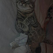 Gribouille a rejoint le concours — aidez-le/la à gagner de superbes lots ! animal, blanket, cat, cozy, cute, domestic, feline, fur, indoor, nap, paws, pet, relaxed, resting, sleeping, soft, stuffed_animal, tabby, toy, whiskers