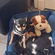 Milou a rejoint le concours — aidez-le/la à gagner de superbes lots ! dog, chihuahua, stuffed_toy, dog_bed, blanket, indoor, pet, small_dog, black, tan, floor, tile_floor, plush_toy, relaxing, cute, animal, companion, pet_accessory, resting, cozy