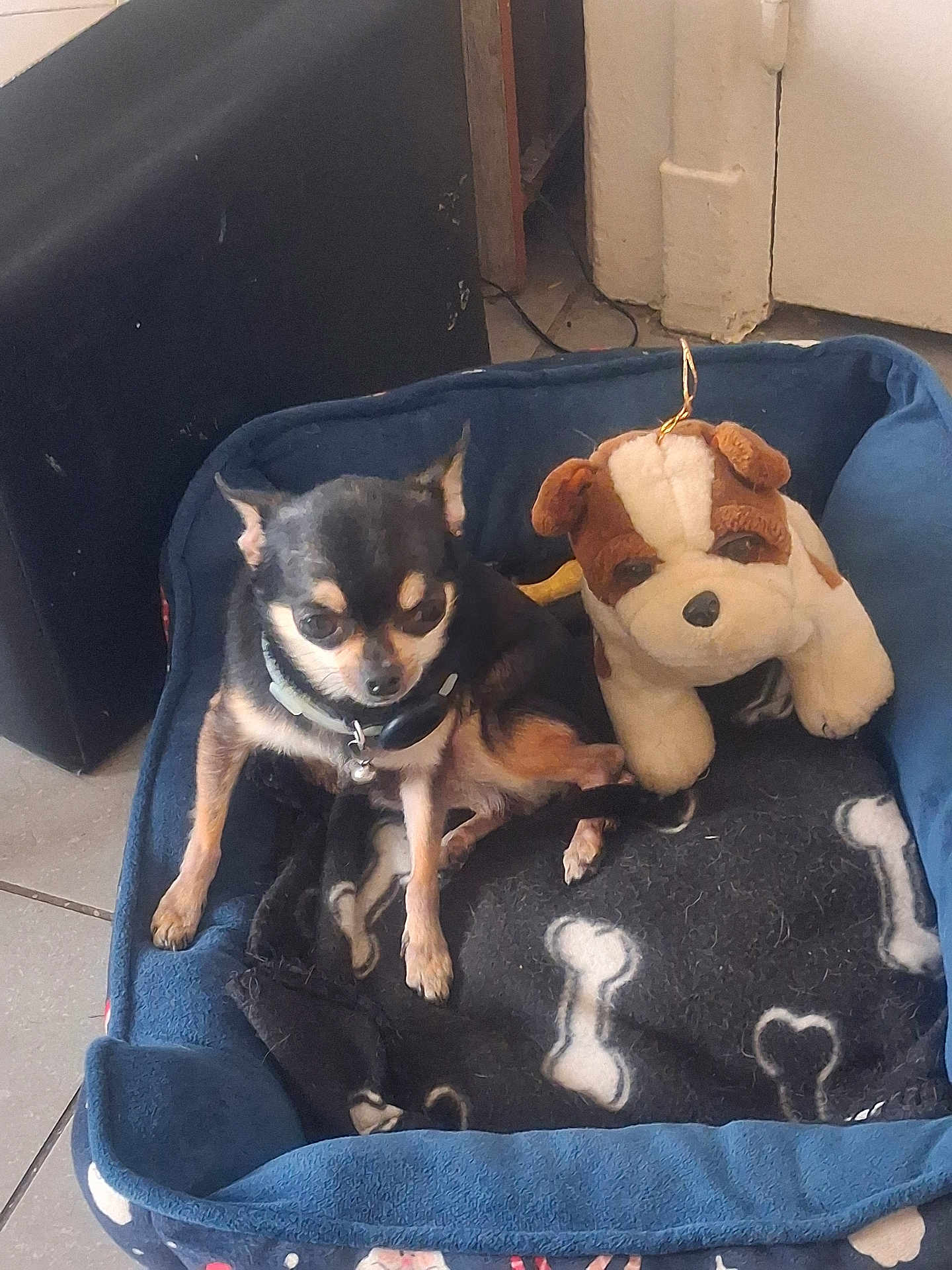 Milou a rejoint le concours — aidez-le/la à gagner de superbes lots ! dog, chihuahua, stuffed_toy, dog_bed, blanket, indoor, pet, small_dog, black, tan, floor, tile_floor, plush_toy, relaxing, cute, animal, companion, pet_accessory, resting, cozy