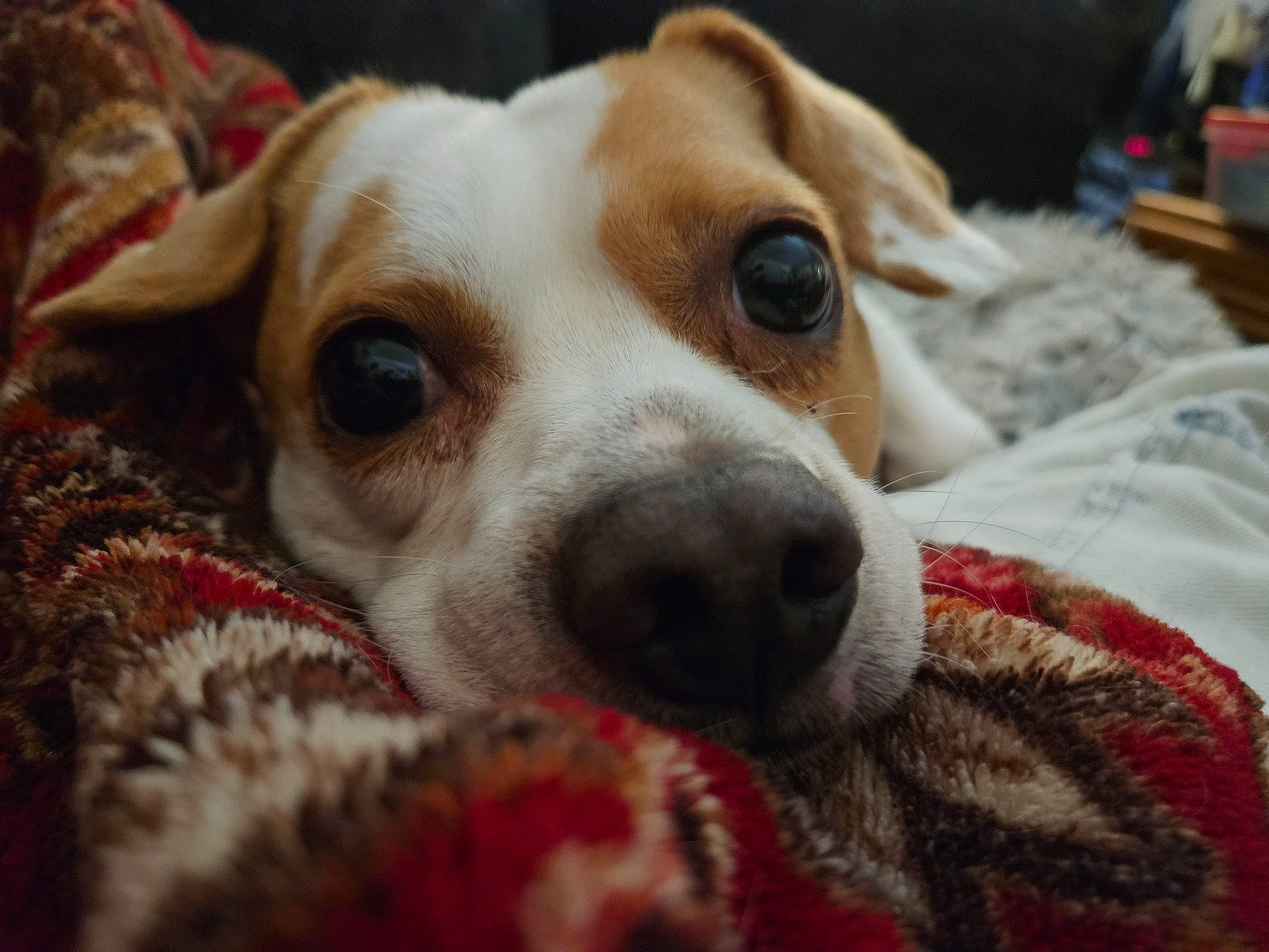 Nypsey joined the competition — help win amazing prizes! canidae, carnivore, collar, comfort, companion_dog, dog, dog_breed, dog_supply, ear, fawn, fur, irishjacks, non_sporting_group, paw, puppy, puppy_love, snout, sporting_group, whiskers, working_animal