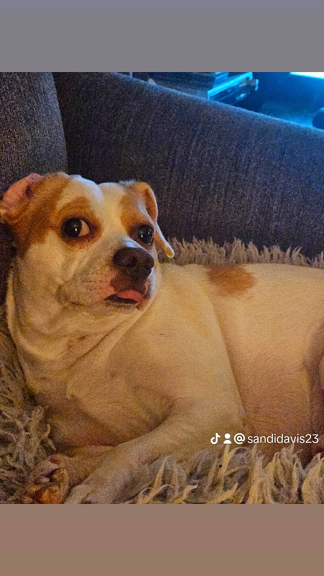 Nypsey joined the competition — help win amazing prizes! ancient_dog_breeds, art, canidae, carnivore, companion_dog, dog, dog_breed, fawn, non_sporting_group, painting, photo_caption, puppy, snout, sporting_group, terrestrial_animal, toy_dog, visual_arts, whiskers, working_animal, wrinkle