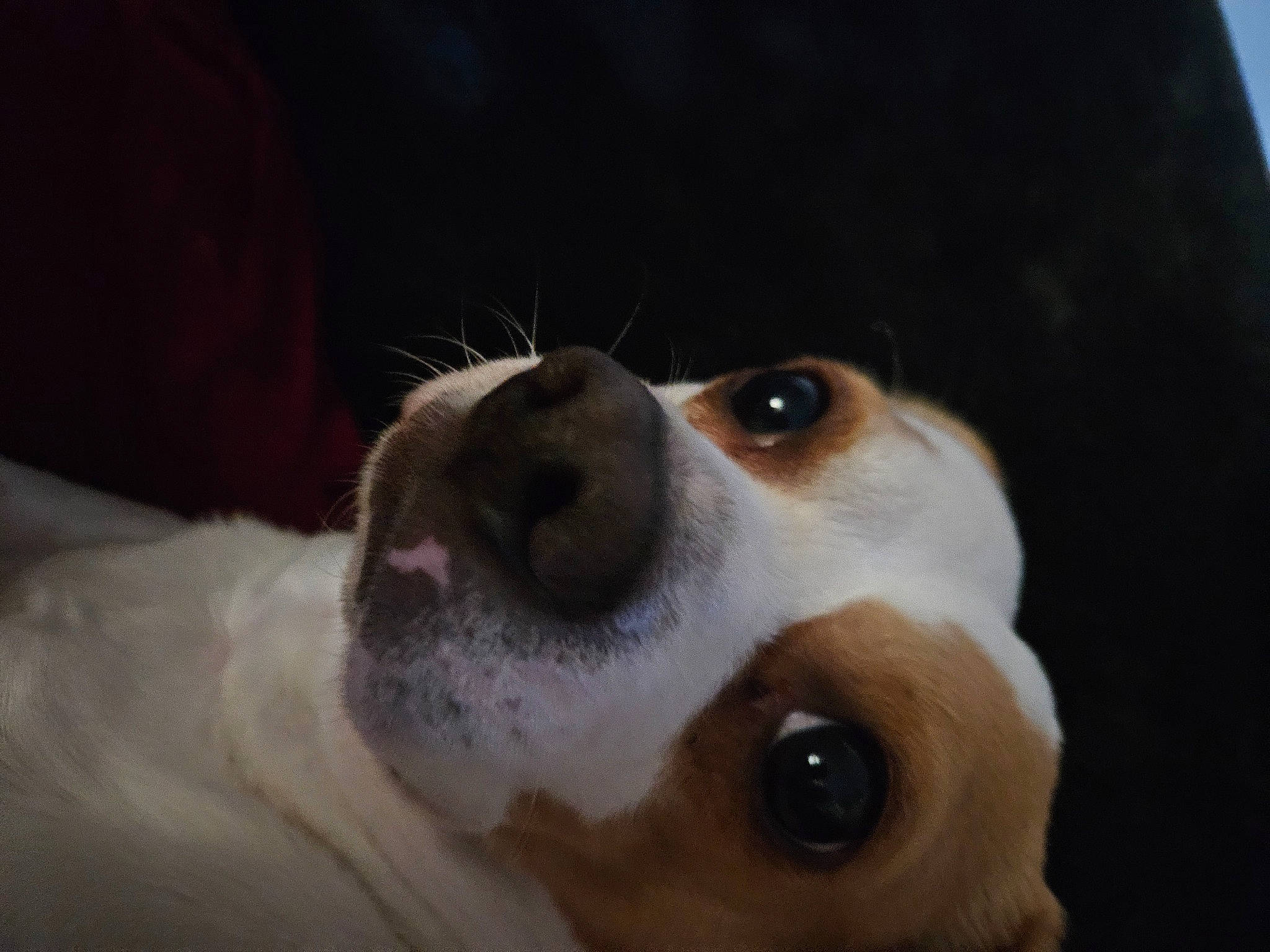 Nypsey joined the competition — help win amazing prizes! canidae, carnivore, companion_dog, dog, dog_breed, ear, fawn, fur, hunting_dog, snout, sporting_group, whiskers, working_animal