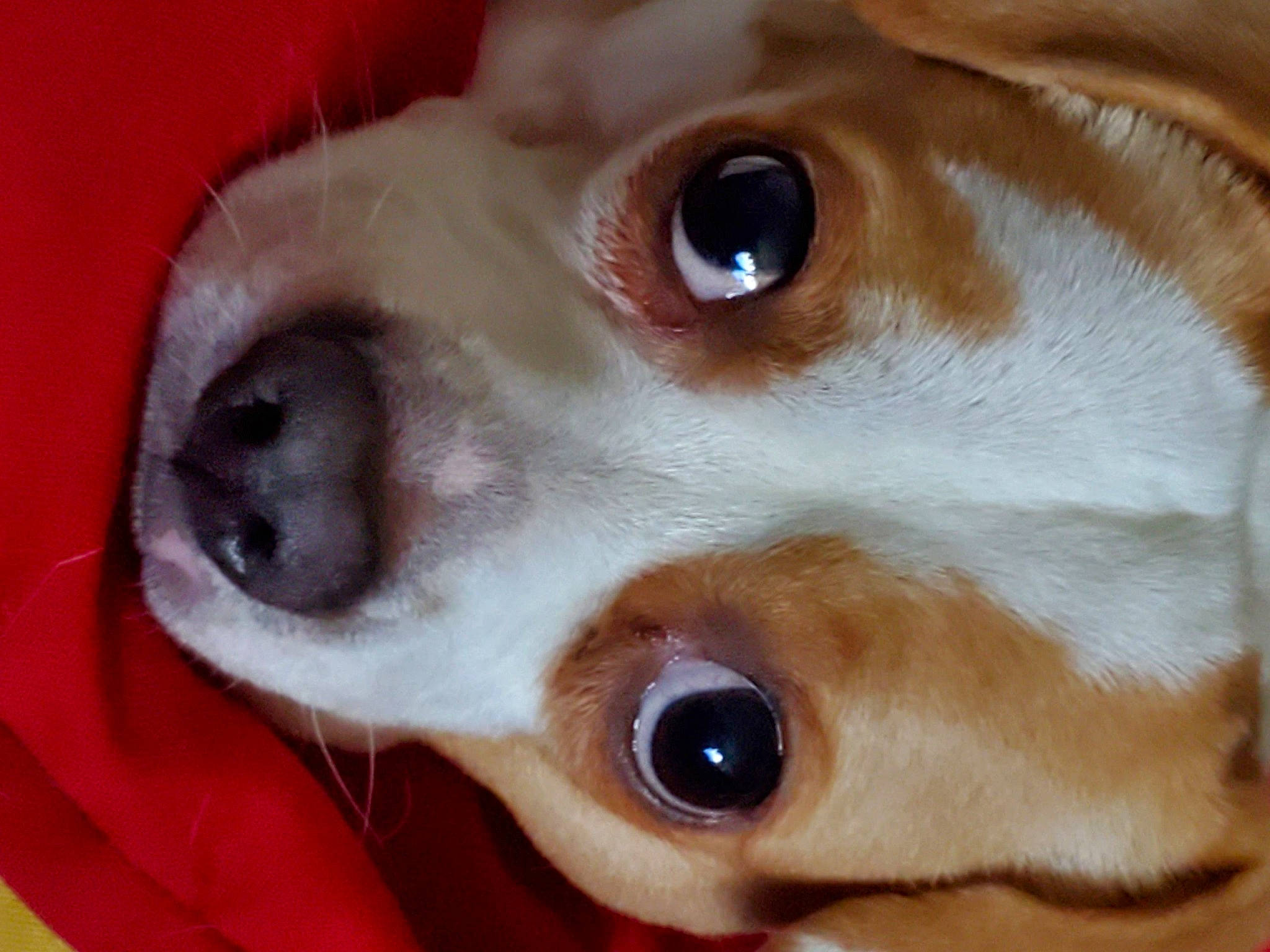 Nypsey is registered to the contest to win money with this photo: canidae, carnivore, close_up, companion_dog, dog, dog_breed, ear, eye, eyebrow, eyelash, fawn, fur, head, iris, nose, organ, snout, sporting_group, whiskers, working_animal