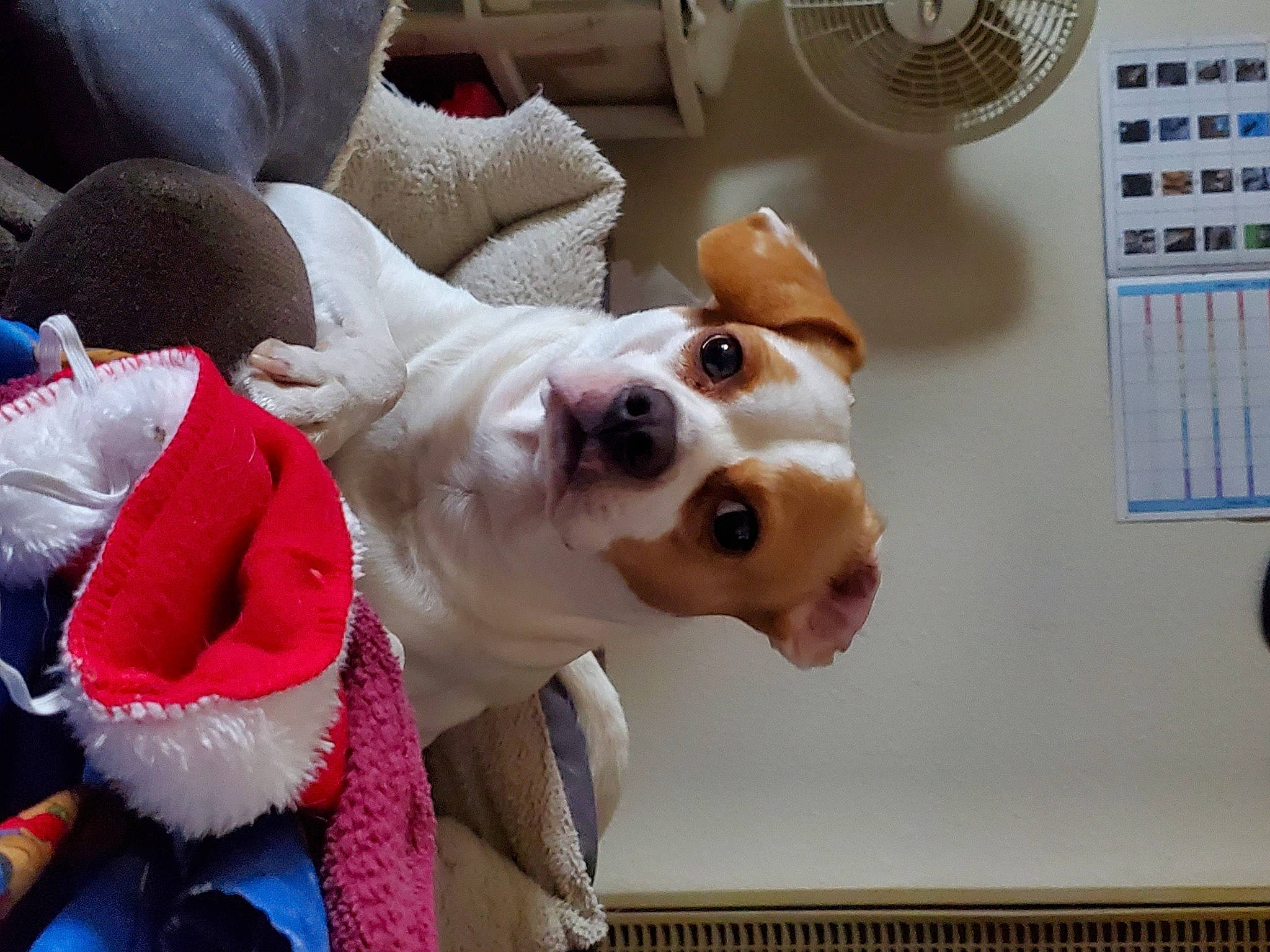 Nypsey is registered to the contest to win money with this photo: canidae, carnivore, collar, companion_dog, dog, dog_breed, dog_collar, dog_supply, ear, eyewear, fawn, fur, leash, mechanical_fan, pet_supply, snout, sporting_group, whiskers, white, working_animal