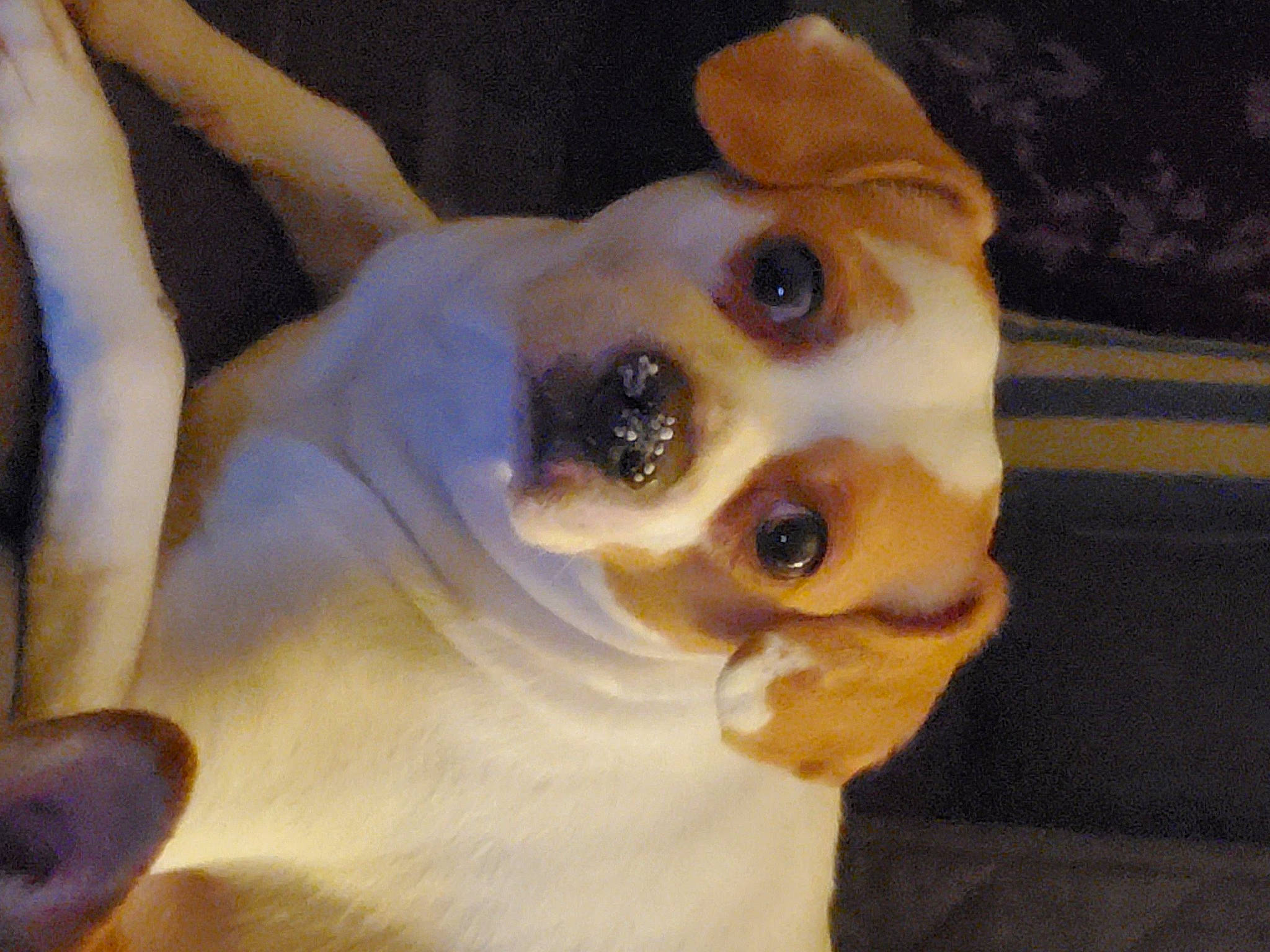 Nypsey joined the competition — help win amazing prizes! canidae, carnivore, chihuahua, companion_dog, dog, dog_breed, ear, eye, eyelash, fawn, fur, gesture, head, iris, snout, sporting_group, toy, toy_dog, whiskers, working_animal