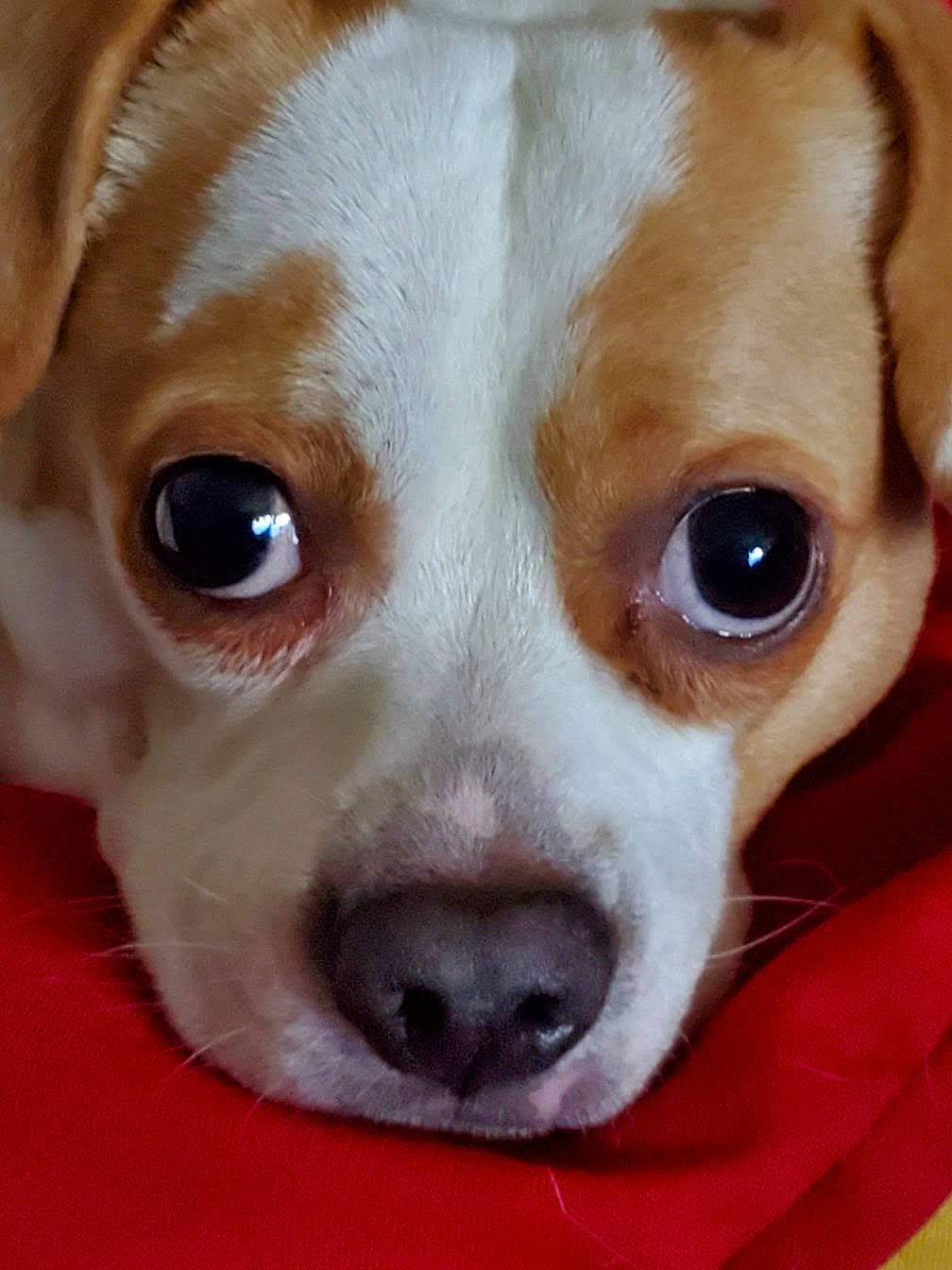 Nypsey is registered to the contest to win money with this photo: canidae, carnivore, close_up, companion_dog, dog, dog_breed, ear, eyelash, fawn, fur, irishjacks, no_expression, non_sporting_group, snout, sporting_group, whiskers, working_animal