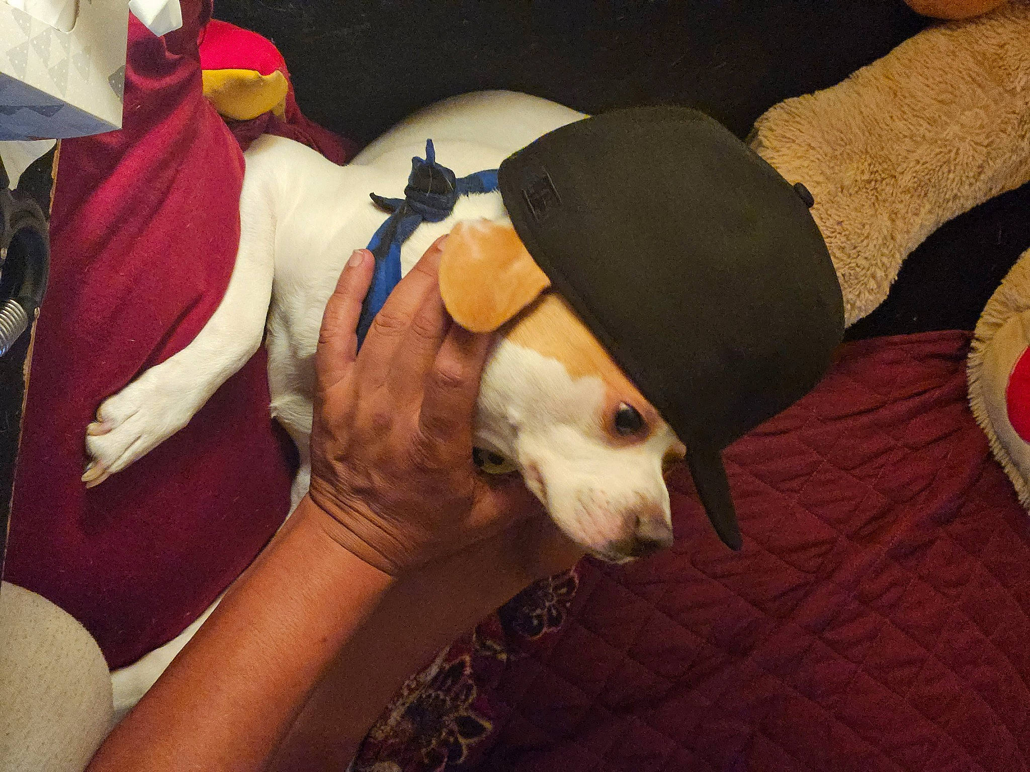 Nypsey joined the competition — help win amazing prizes! canidae, carmine, carnivore, comfort, companion_dog, dog, dog_breed, dog_clothes, dog_supply, event, fawn, fur, human_leg, linens, non_sporting_group, plush, sporting_group, thigh, toy_dog, working_animal