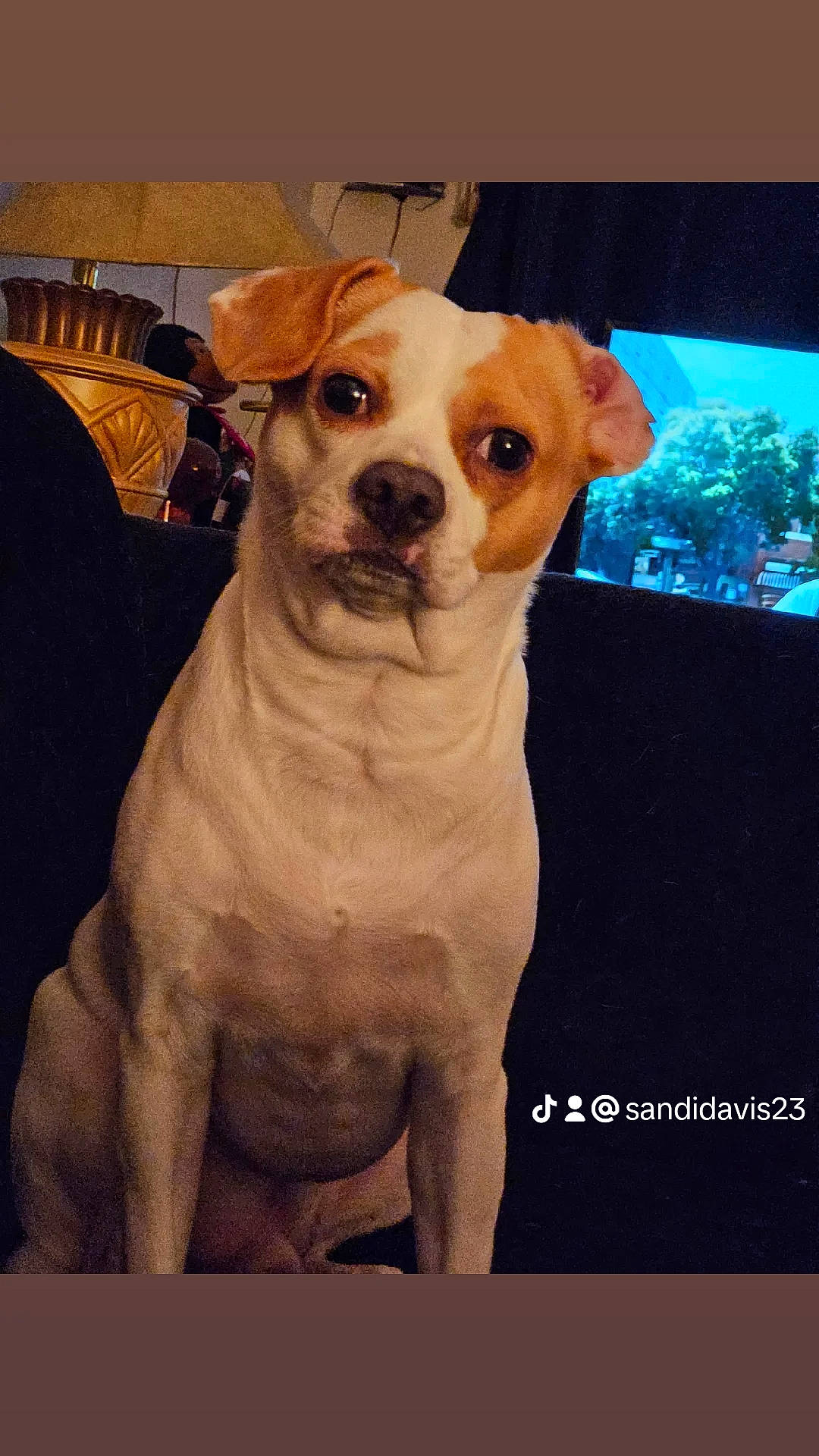 Nypsey joined the competition — help win amazing prizes! ancient_dog_breeds, art, canidae, carnivore, chair, collar, companion_dog, dog, dog_breed, dog_collar, fawn, fur, illustration, pet_supply, photo_caption, snout, sporting_group, toy_dog, whiskers, working_animal