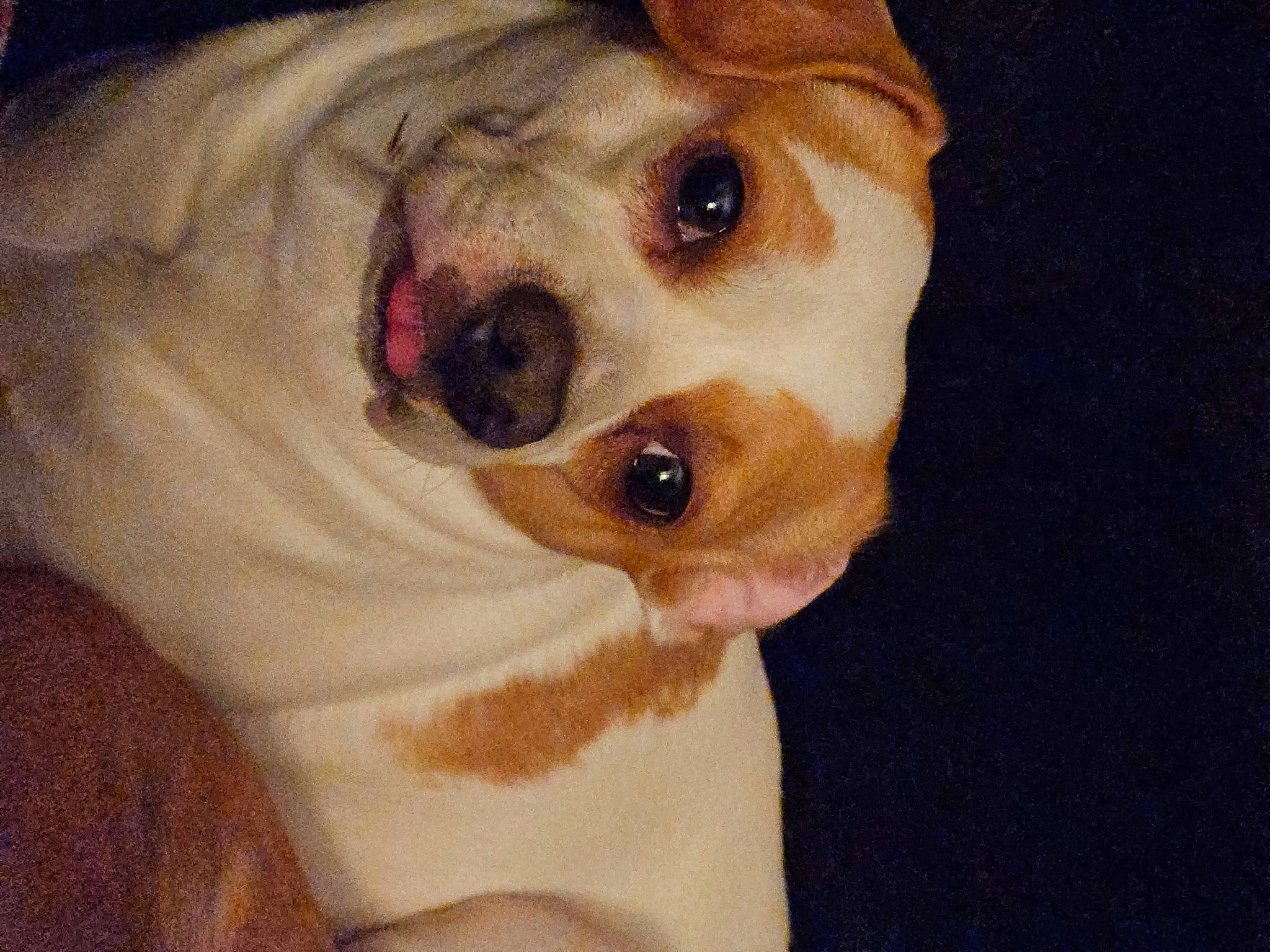 Nypsey joined the competition — help win amazing prizes! canidae, carnivore, companion_dog, dog, dog_breed, dog_supply, ear, fawn, fur, non_sporting_group, paw, puppy, snout, sporting_group, toy_dog, whiskers, working_animal